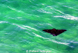 Spotted eagle ray in the shallows at Byron Bay, NSW, Aust... by Michael Gallagher 